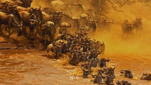 The Best Locations for Viewing the Wildebeest Migration in East Africa